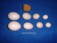 GW%20Ducorps%20Suns%20Cockatiels.jpg