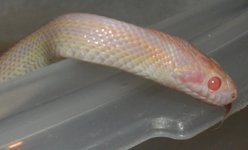 licking leftovers.jpg