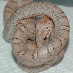 DSC_0016.JPG