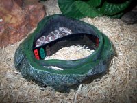cleo temp 2.jpg