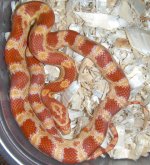 Amel het anery 5  1.jpg