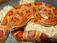 DSCN1153 800X600.jpg