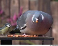pigeonSOLENT010305_450x360.jpg