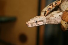 comp_IMG_4437.jpg