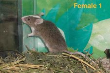 female1.jpg