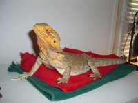 Isabel's New Perch 001_800.jpg