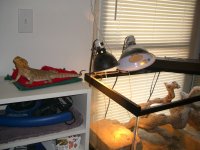Isabel's New Perch 002.jpg