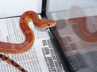 100_2729.jpg