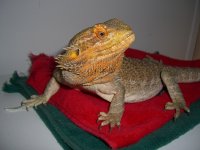 Isabel's New Perch 004_800.jpg