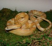 Inti 06-28-08 a.jpg