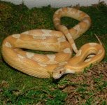 Inti 06-28-08 b.jpg