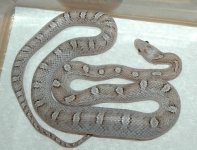 female_1st clutch.jpg
