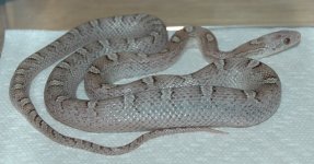 female_1st clutch b.jpg