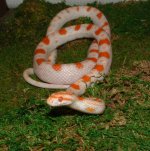 Festiva 06-28-08 b.jpg
