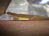 Pond Creatures 009.jpg