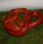 Shani 06-28-08 a.jpg