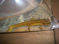 Pond Creatures 008.jpg