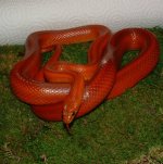 Shani 06-28-08 b.jpg