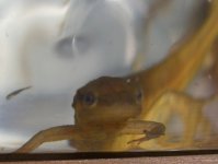 Pond Creatures 010cr.jpg