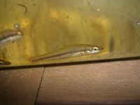 Pond Creatures 004.jpg