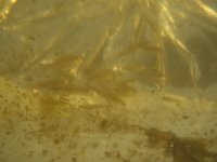 Pond Creatures 003.jpg
