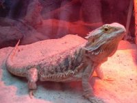 Beardie!!!small.jpg