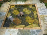 Pond Creatures 018.jpg