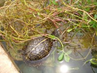 Pond Creatures 017.jpg