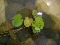 Pond Creatures 020.jpg