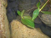 Pond Creatures 021.jpg