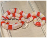 03_Albino_hondo_08173m_psloughT.JPG