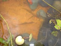 Pond Creatures 022.jpg