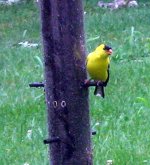 goldfinch-2.jpg