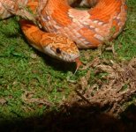 Kalea 06-28-08 b.jpg