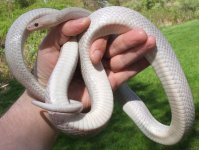 051008 vlad fs (8).JPG