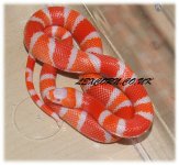 07_TangAlbino_hondo_08175f_psloughT.JPG