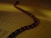 DSC06061 (Medium).JPG