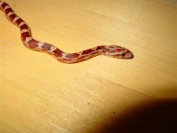 DSC06064 (Medium).JPG