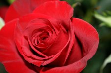 1-rose.jpg