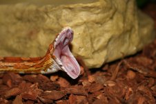 yawn.jpg