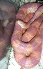 GluttonOpaque120206-1.jpg