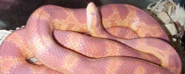 GluttonOpaque120206-2.jpg