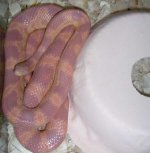 GluttonOpaque120206-3.jpg