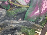 Lily Hides 002_800.jpg