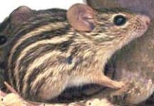 zebramouse-225x156.jpg