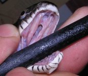 Bkratfangs.JPG