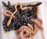 corns 009.jpg