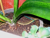 SNAKE 001.jpg
