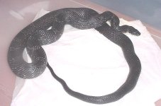 soot-06.jpg