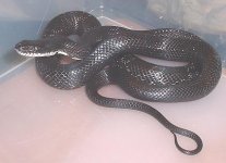 morgana-06.jpg